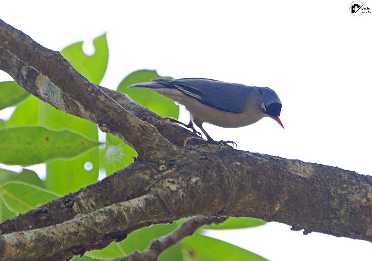 Velvet-fronted Nuthatch - ML646448806