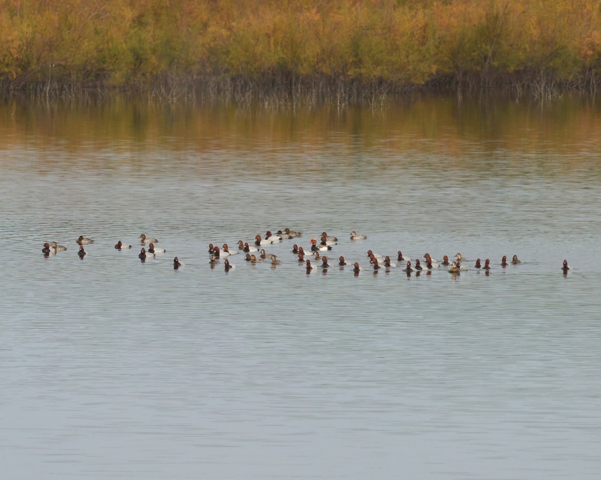 紅頭潛鴨 - ML646448807