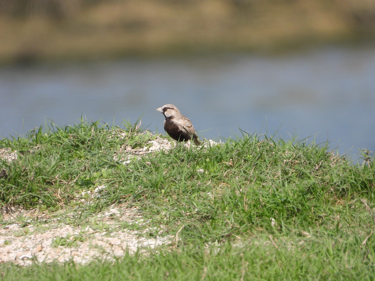 Ashy-crowned Sparrow-Lark - ML646448811