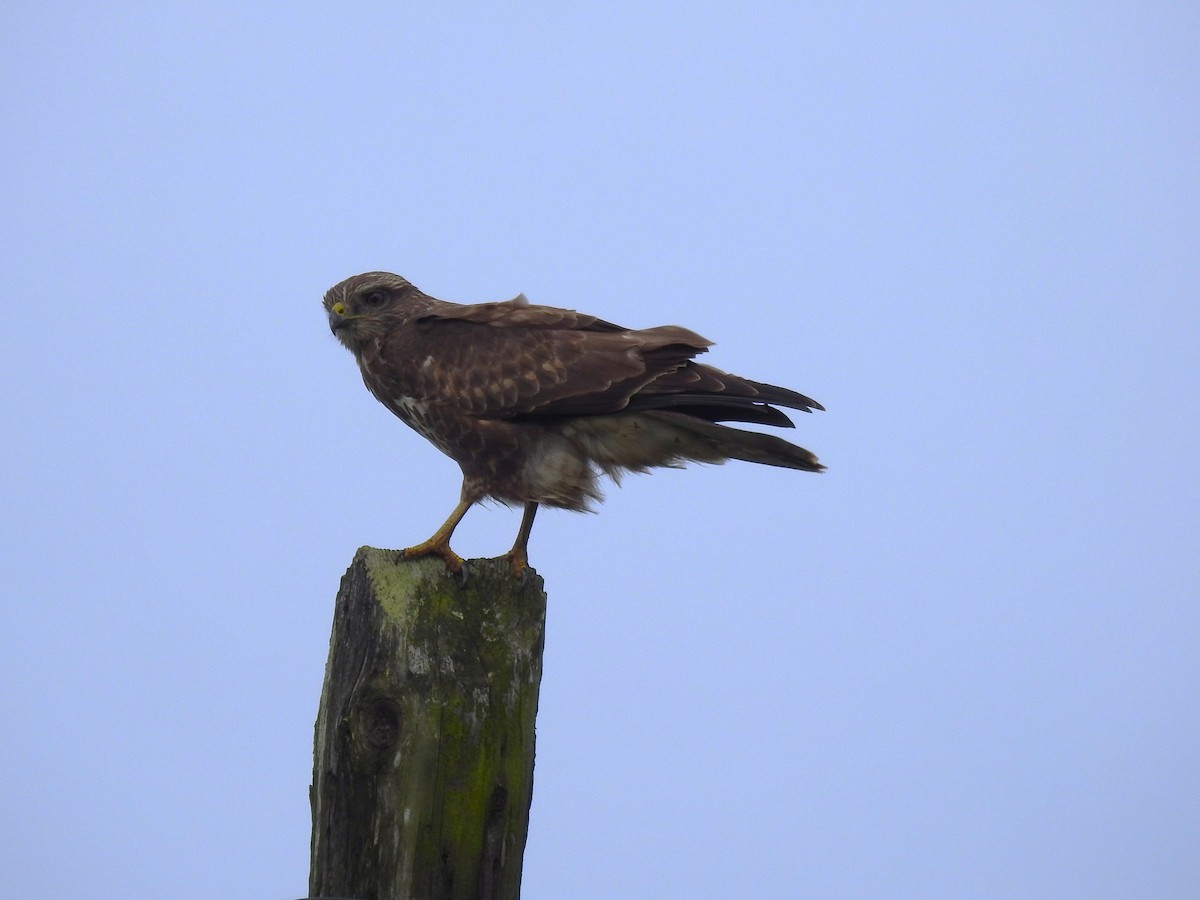 Zapelatz arrunta - ML646448812