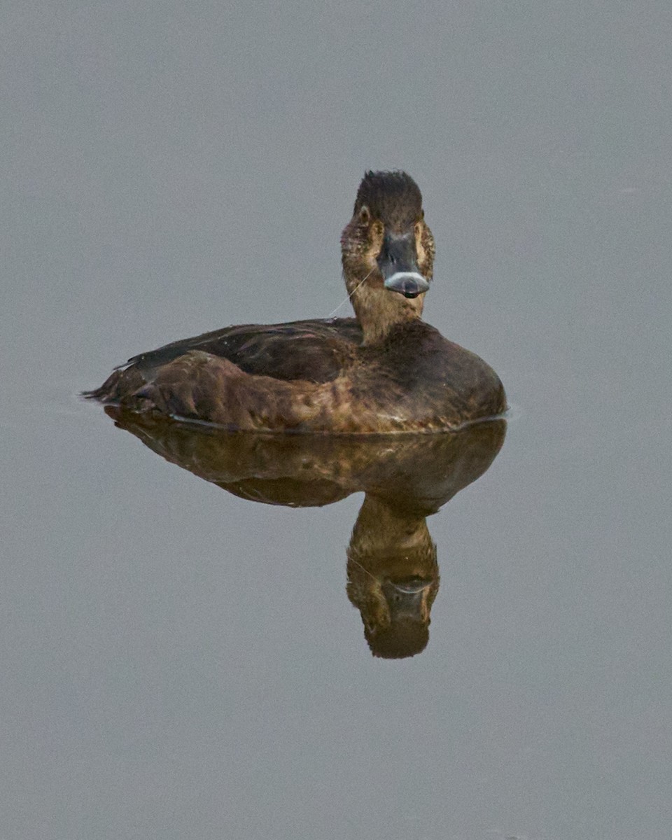 polák proužkozobý - ML646448815