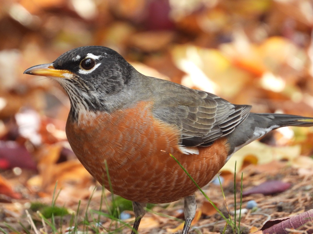 American Robin - ML646448816