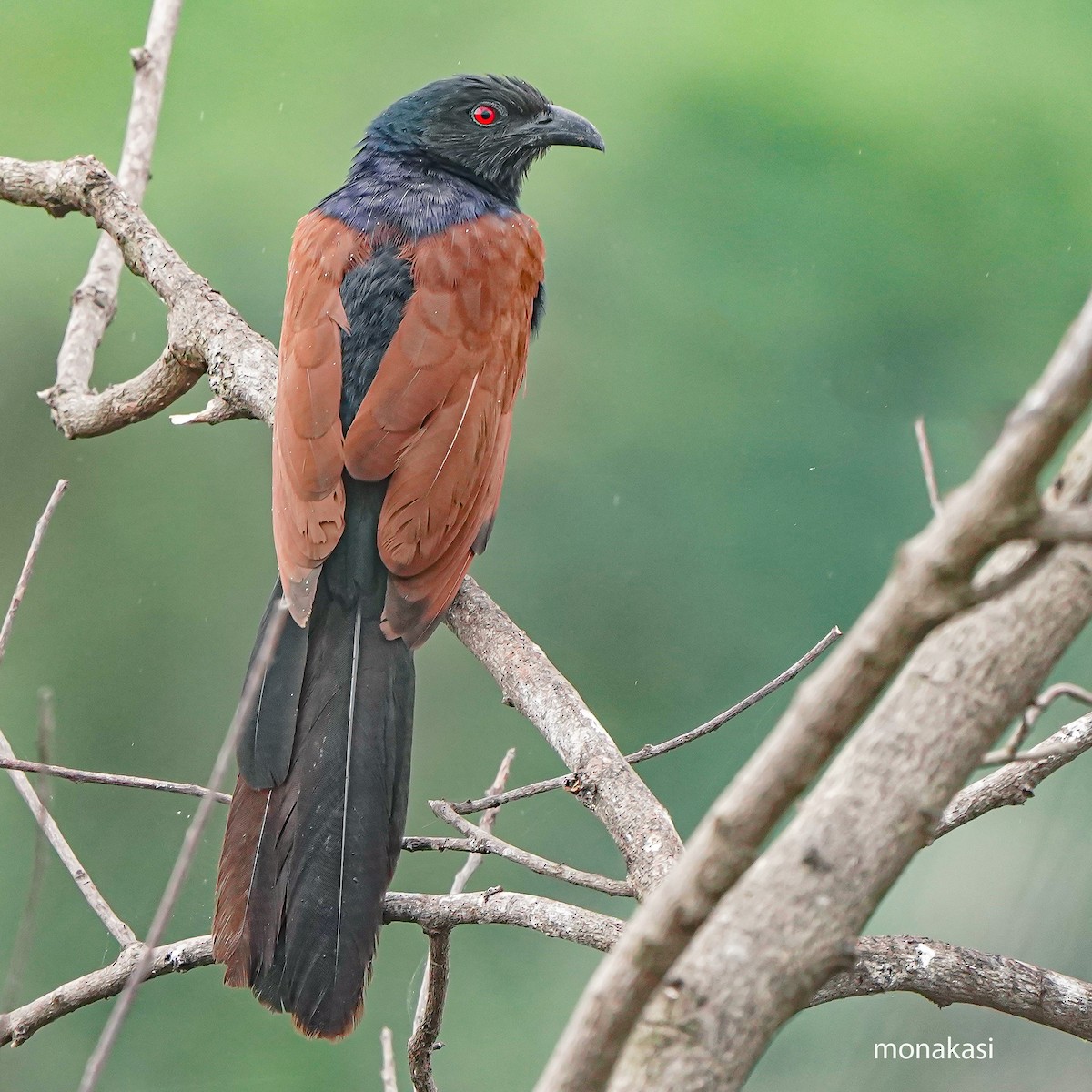 Greater Coucal - ML646448818