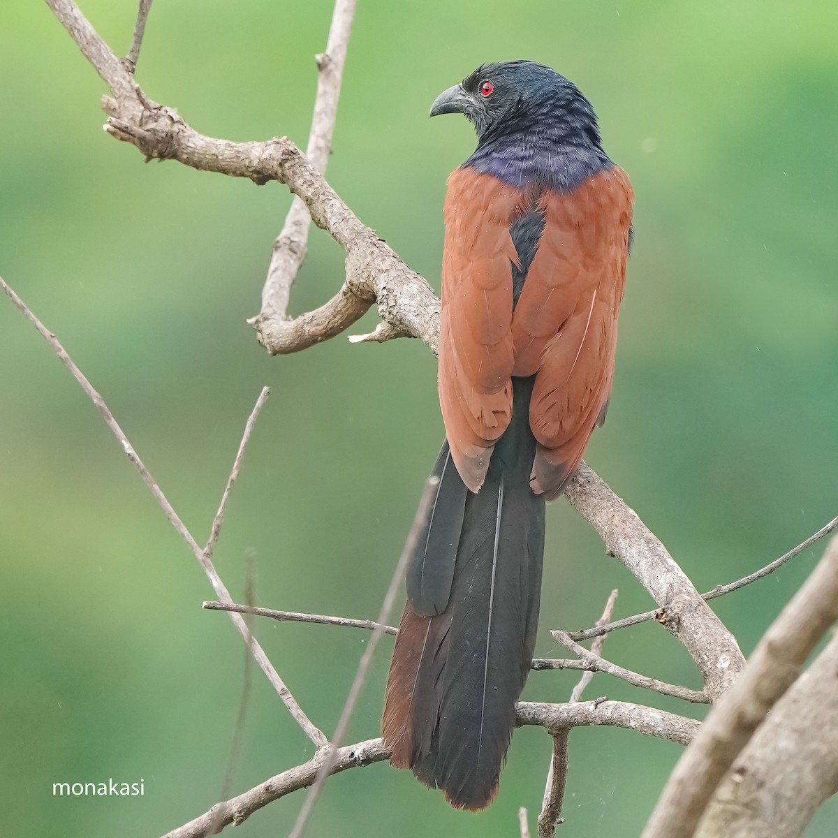 Greater Coucal - ML646448819