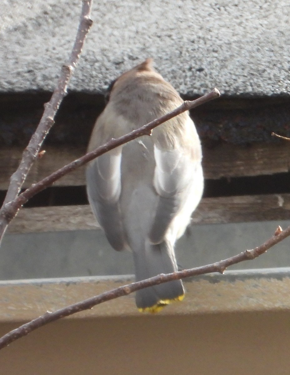 Cedar Waxwing - ML646448820