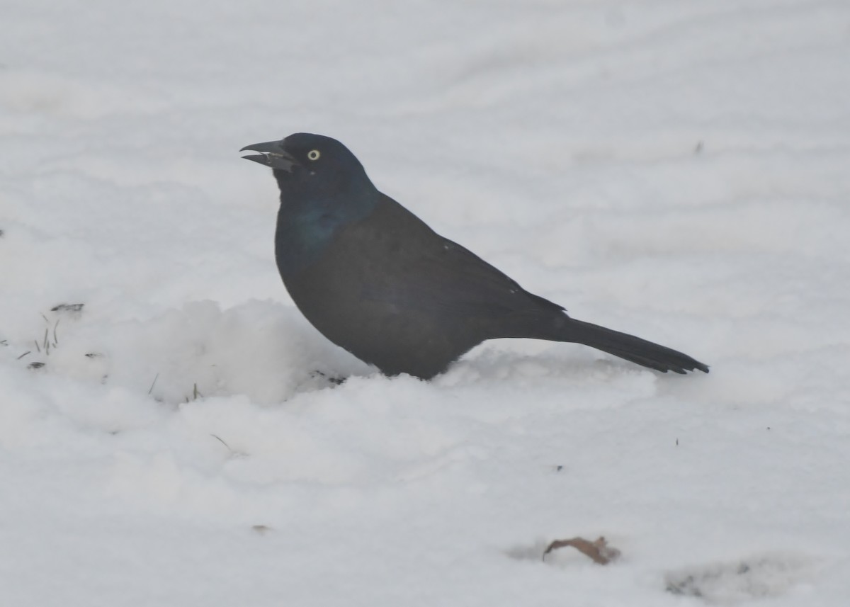 Common Grackle - ML646448821