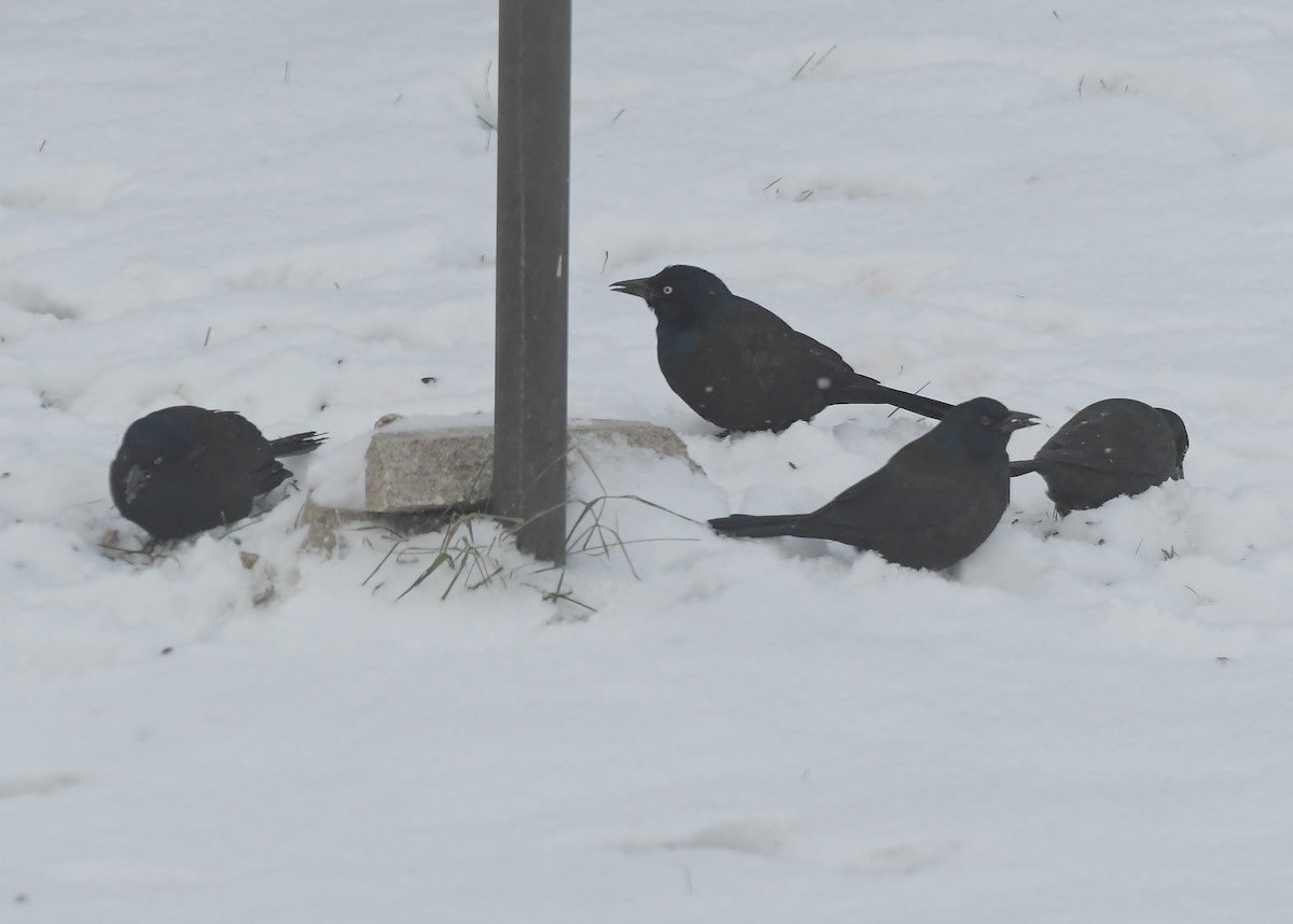 Common Grackle - ML646448822