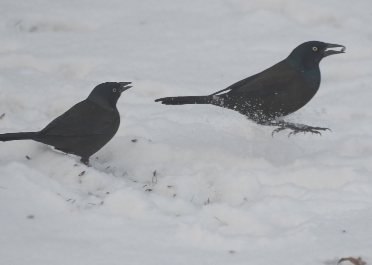 Common Grackle - ML646448823