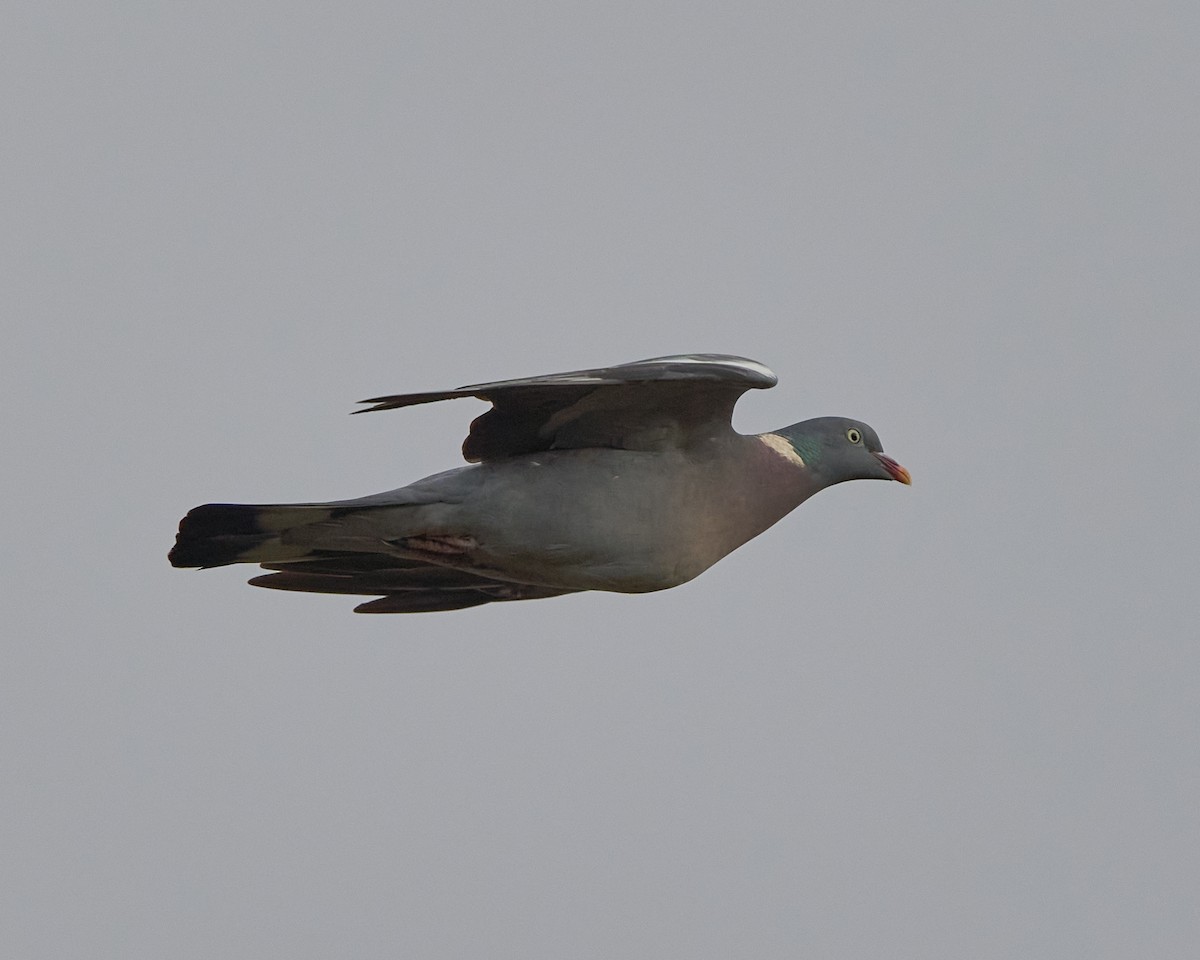 Common Wood-Pigeon - ML646448824