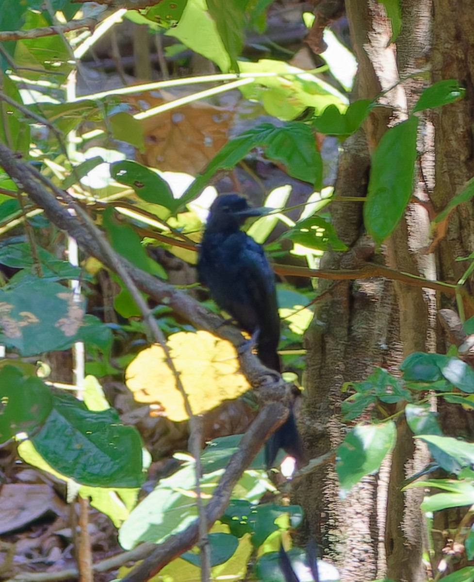 Hair-crested Drongo - ML646448825