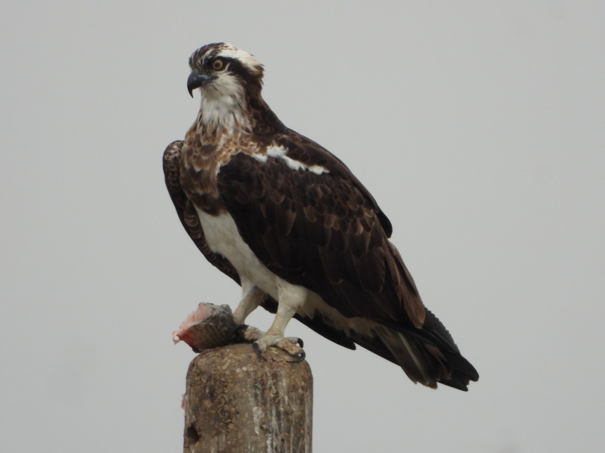 魚鷹 - ML646448826