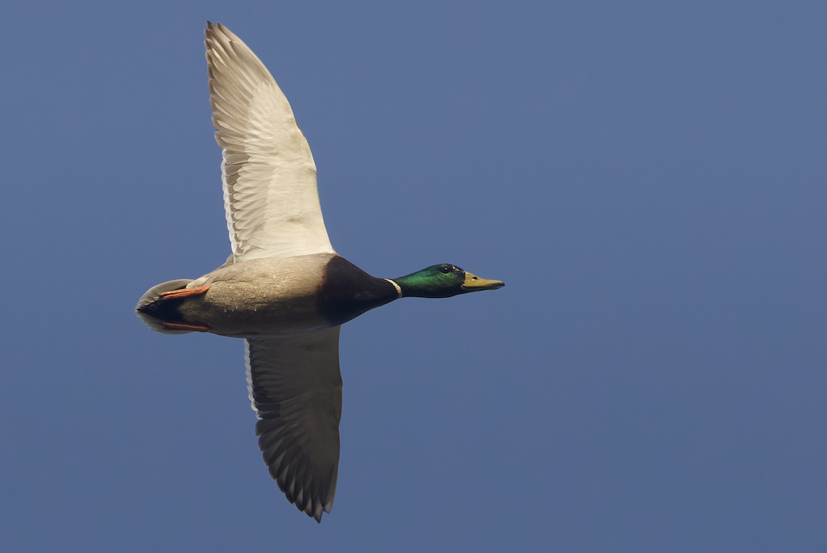 kachna divoká - ML646448827