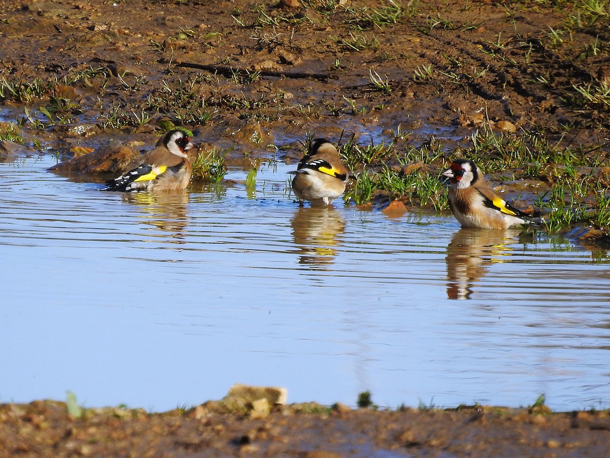 Kardantxiloa - ML646448828