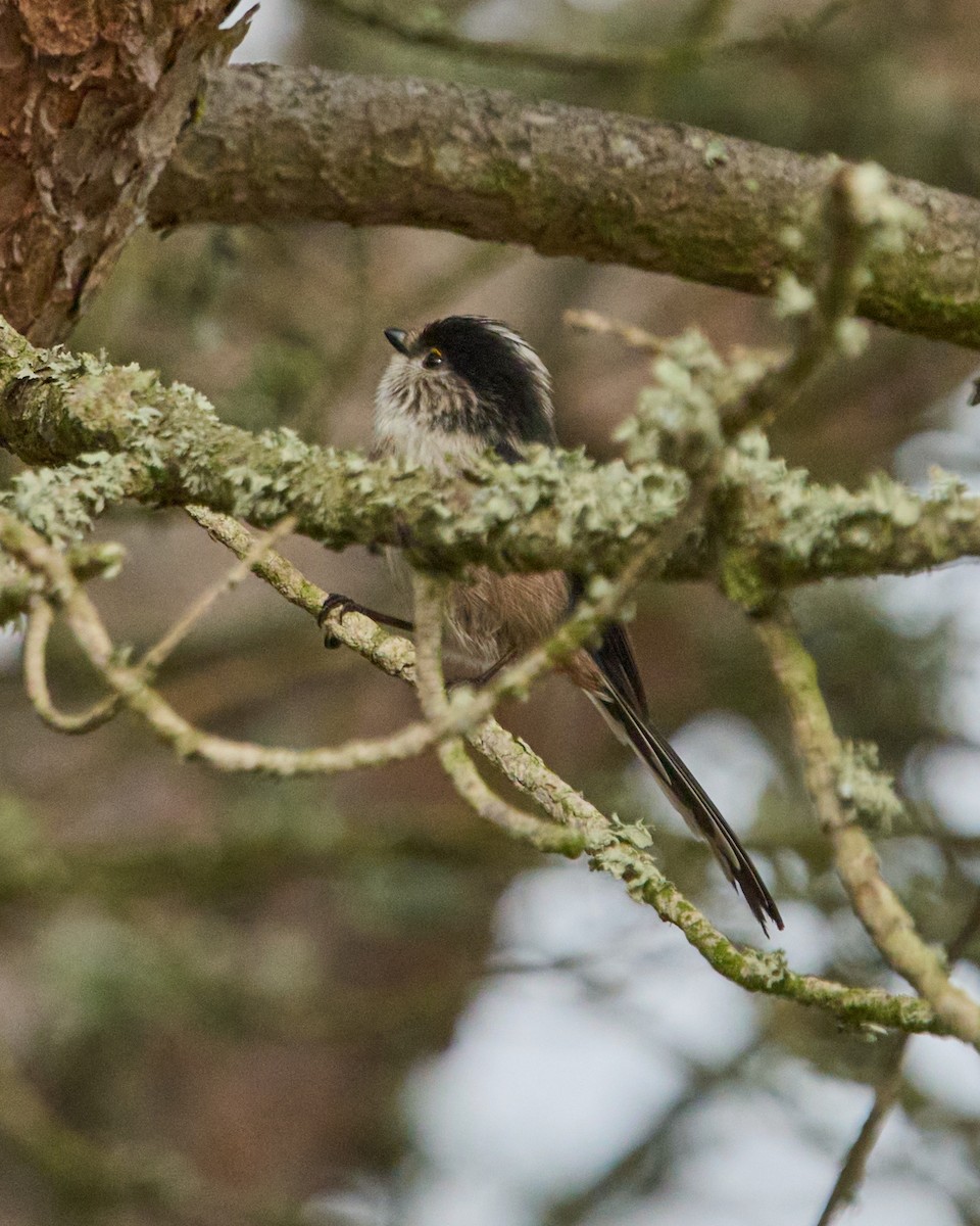 Long-tailed Tit - ML646448830