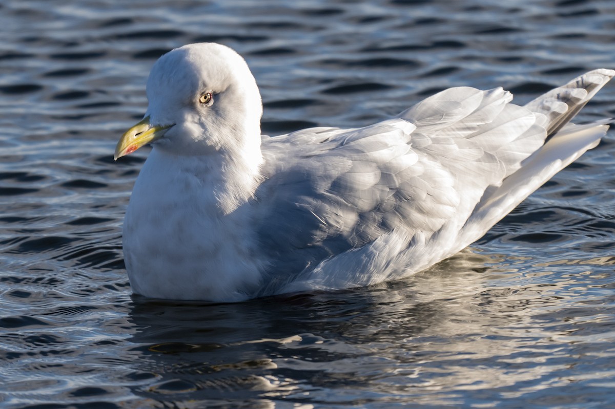 Grönland Martısı - ML646448831