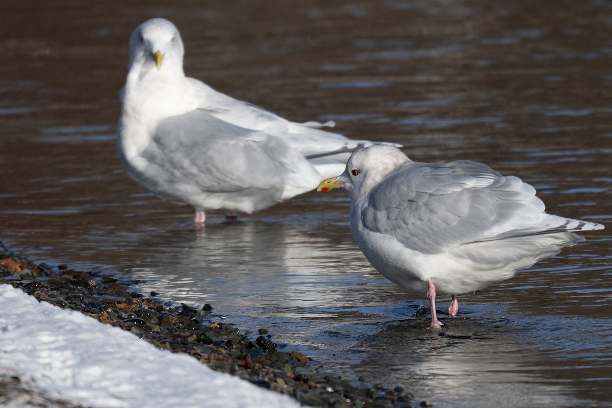 Grönland Martısı - ML646448832