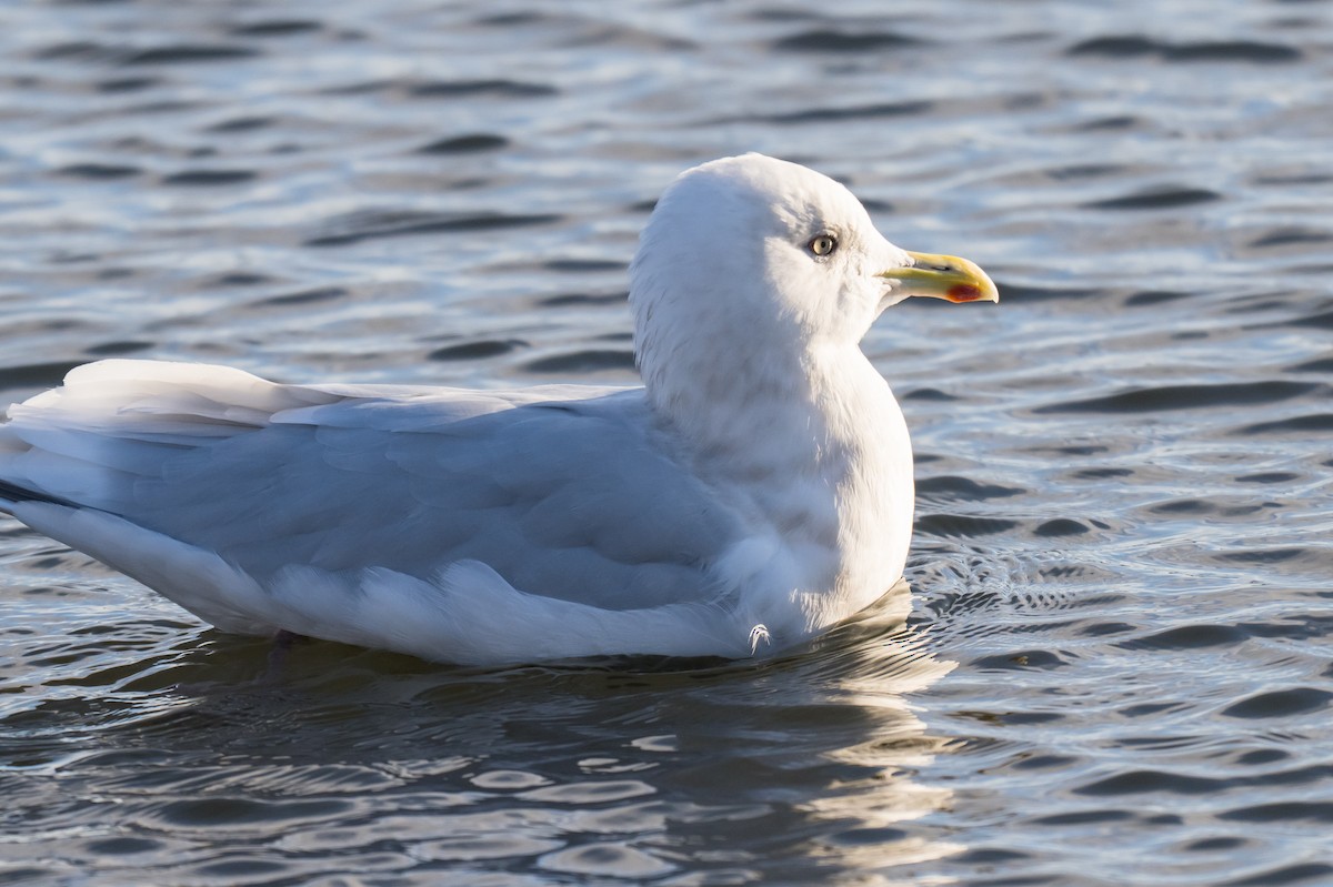 Grönland Martısı - ML646448833