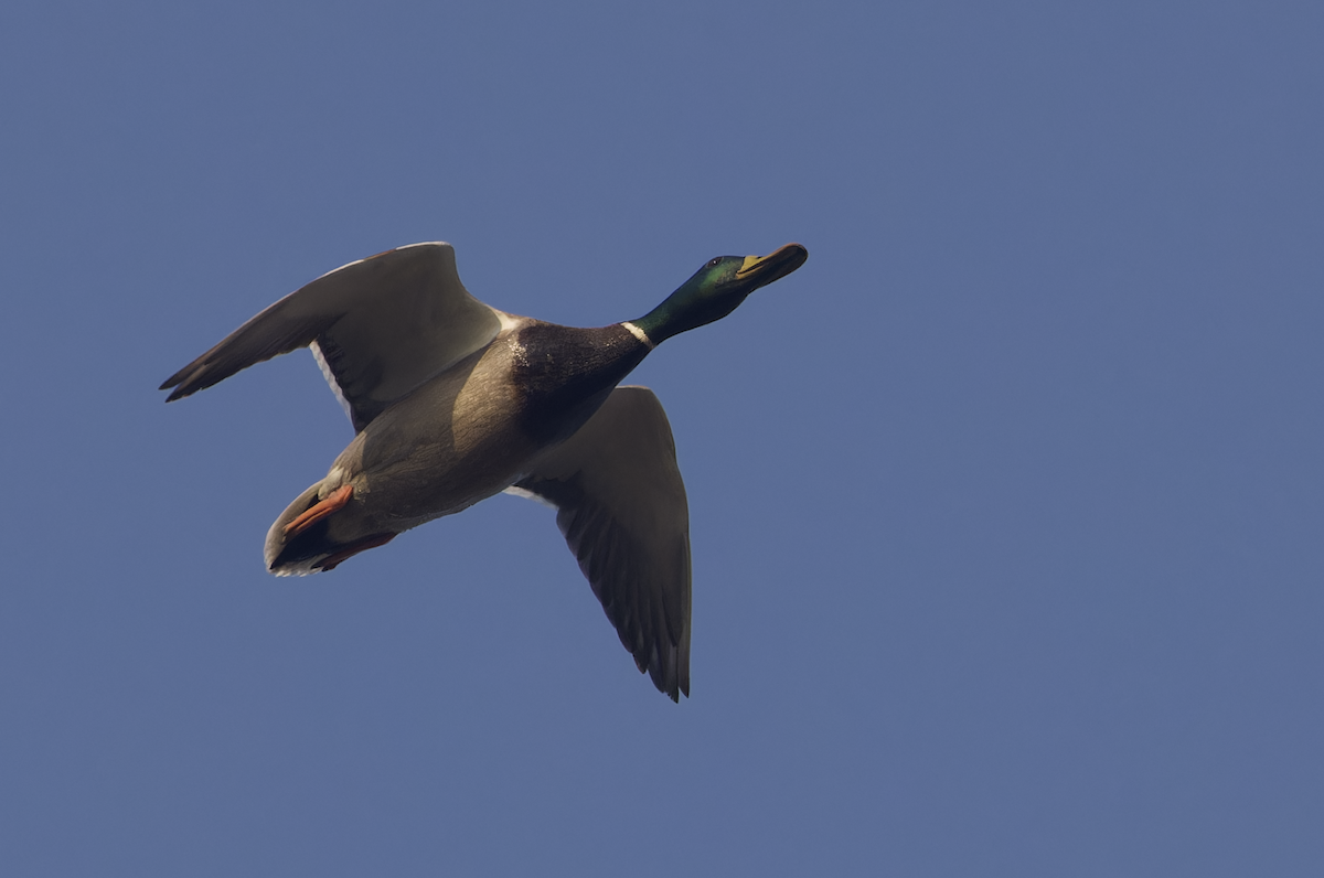 kachna divoká - ML646448834