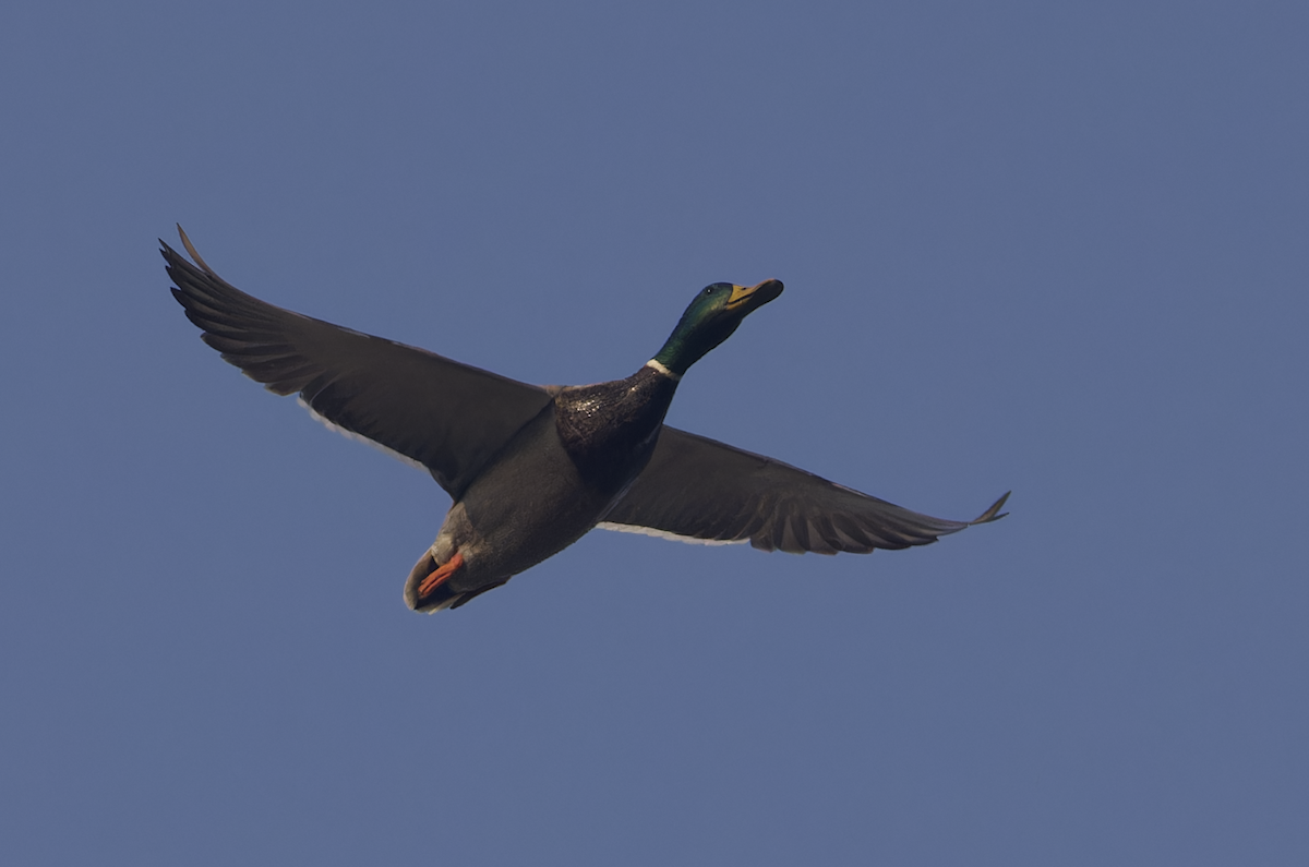 kachna divoká - ML646448835