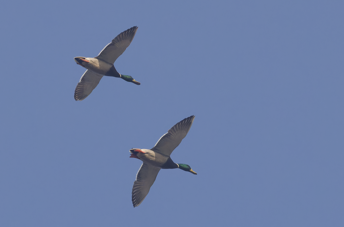 kachna divoká - ML646448836