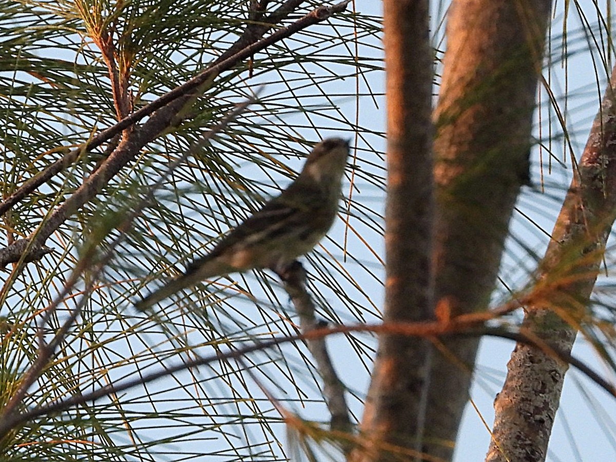 Blackpoll Warbler - ML646448839