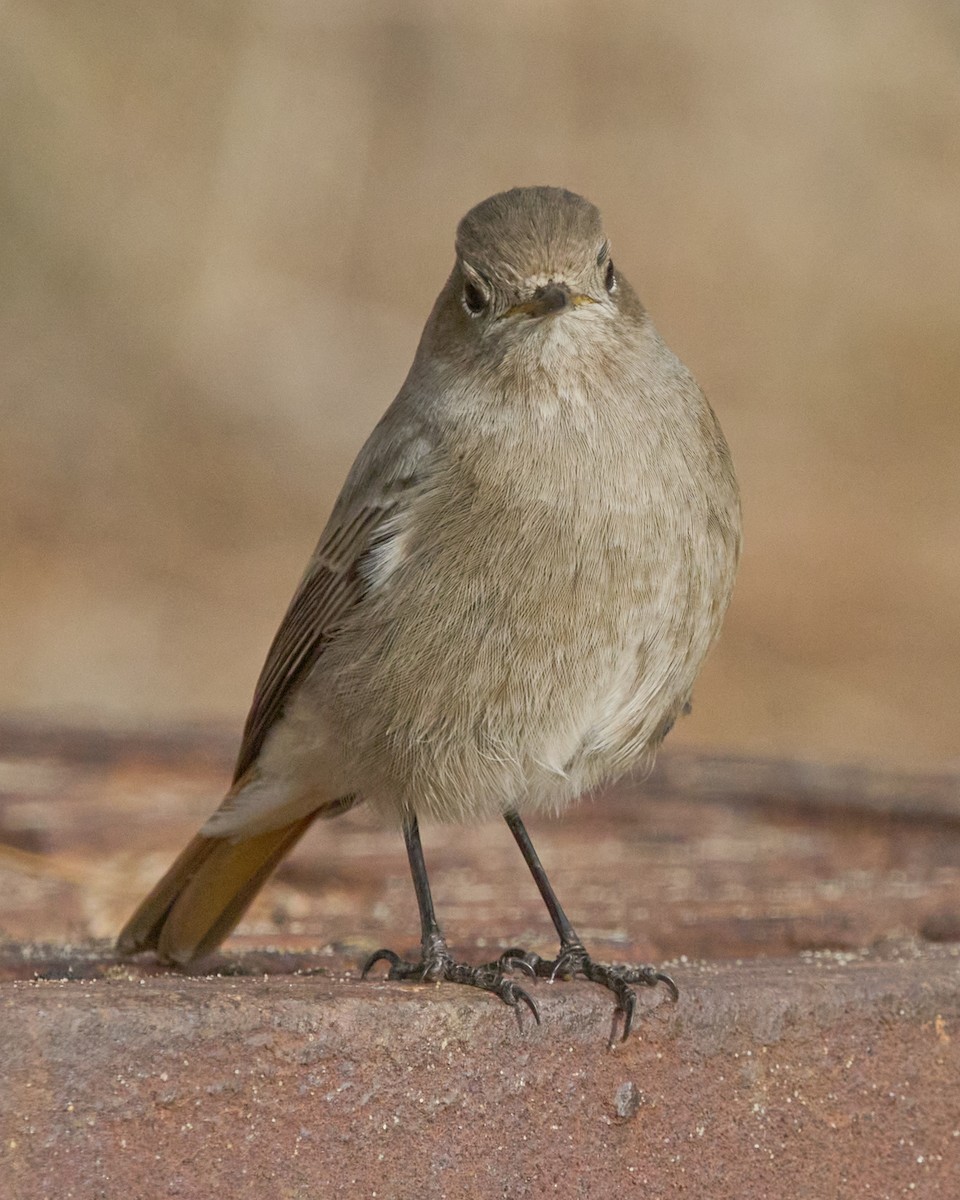 赭紅尾鴝 - ML646448841