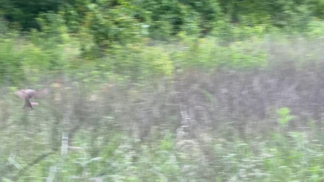 Fork-tailed Flycatcher - ML646448843