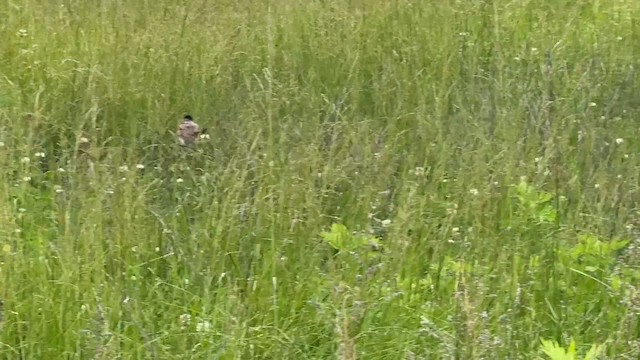 Fork-tailed Flycatcher - ML646448844