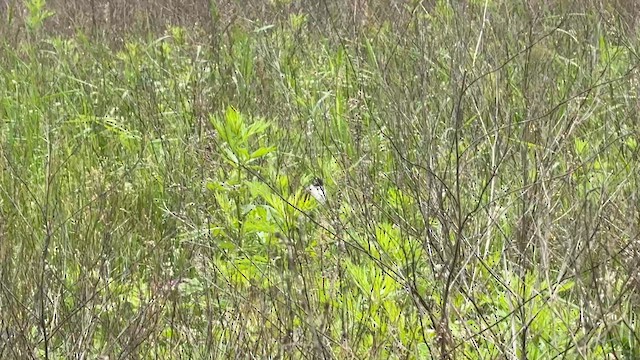Fork-tailed Flycatcher - ML646448845