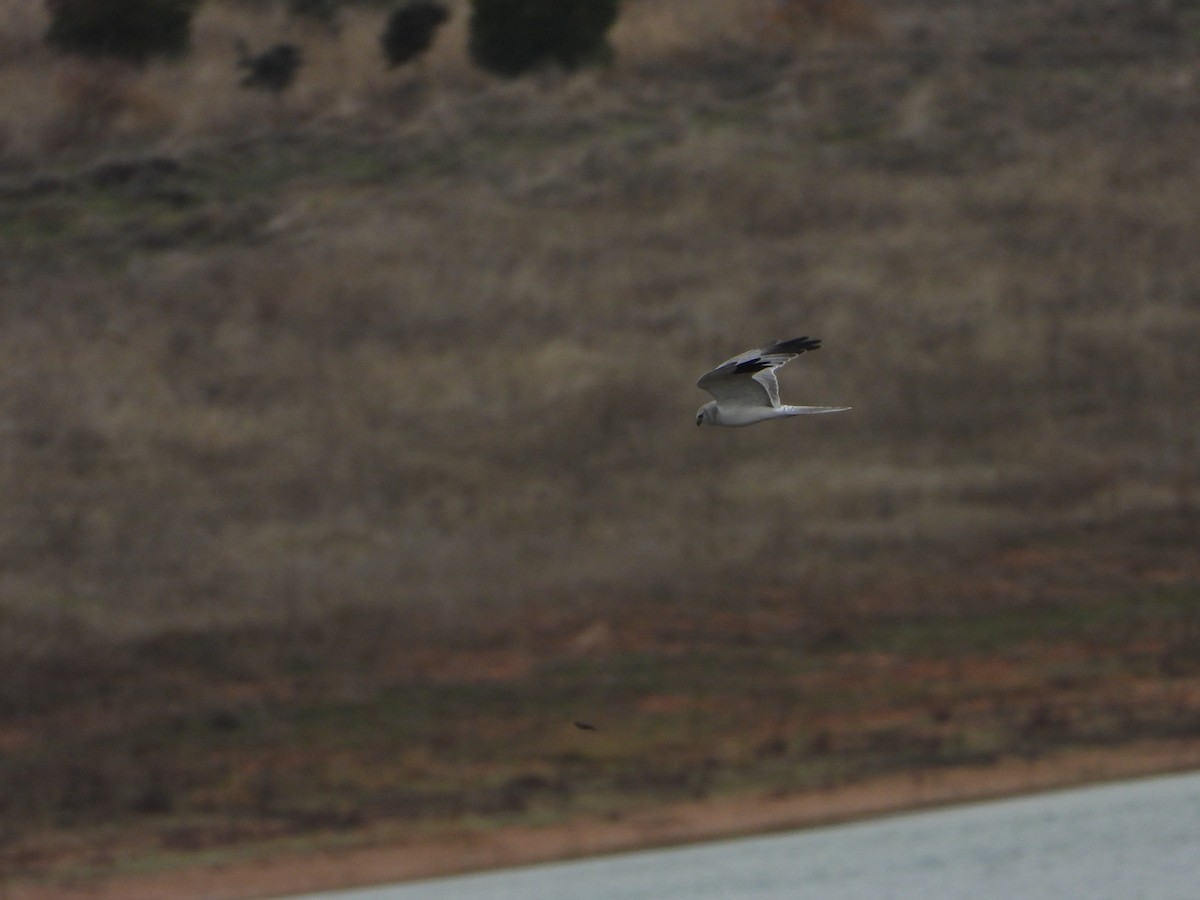 Pallid Harrier - ML646448847
