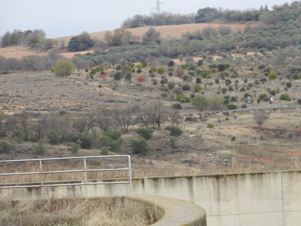 Pallid Harrier - ML646448848