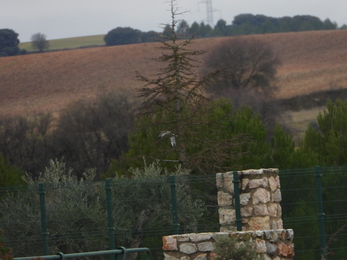 Pallid Harrier - ML646448849