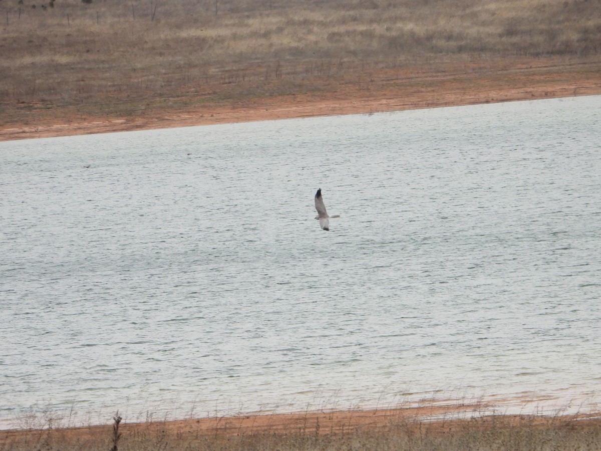 Pallid Harrier - ML646448850