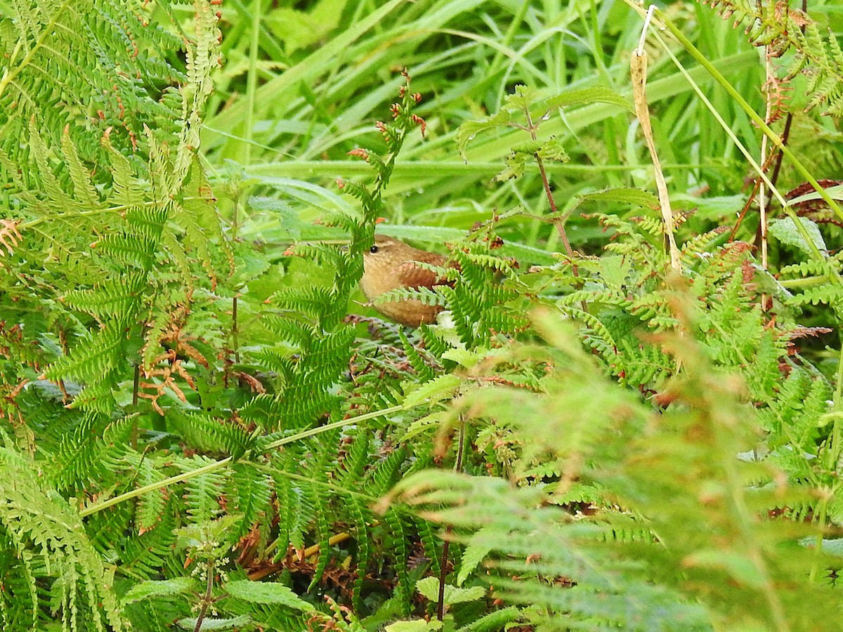 Txepetx eurasiarra - ML646448859