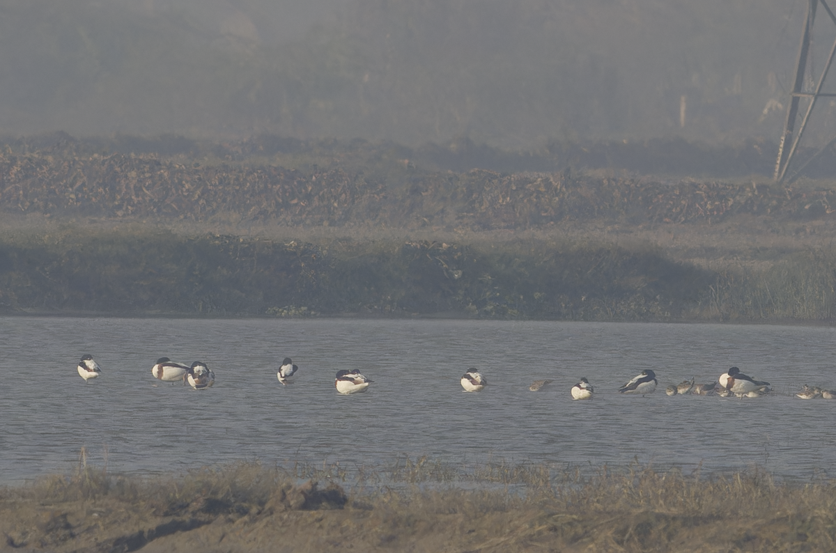 Paita arrunta - ML646448863