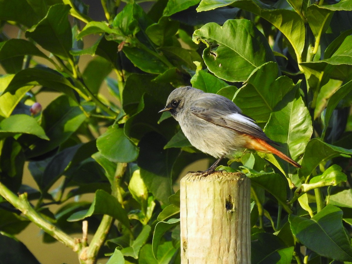 Buztangorri iluna - ML646448864