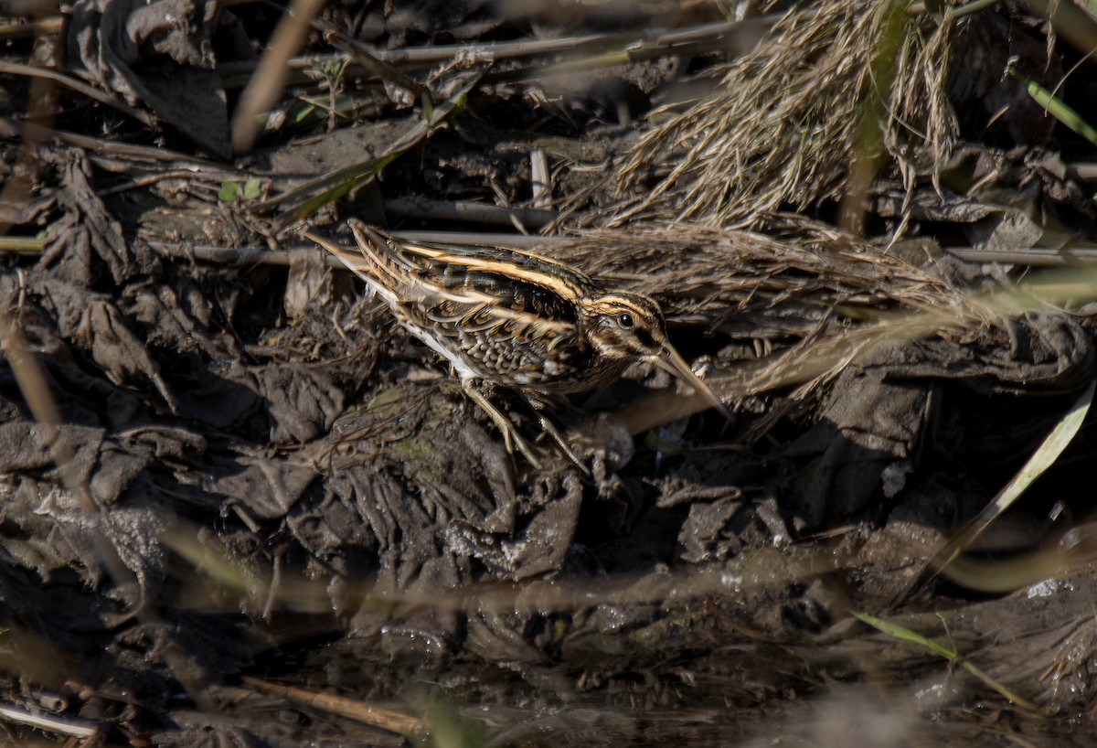 Istingor txikia - ML646448865