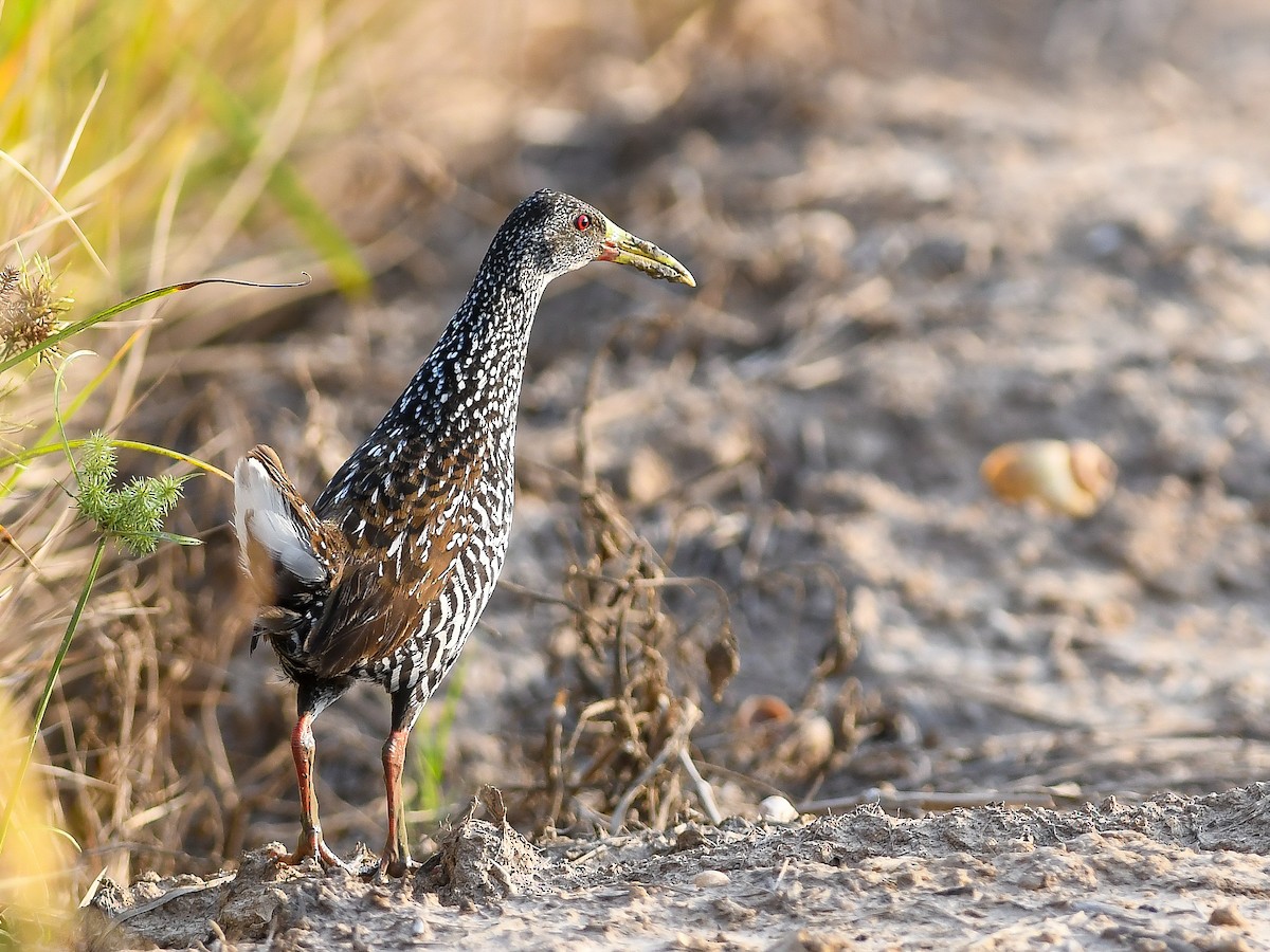 Spotted Rail - ML646448866