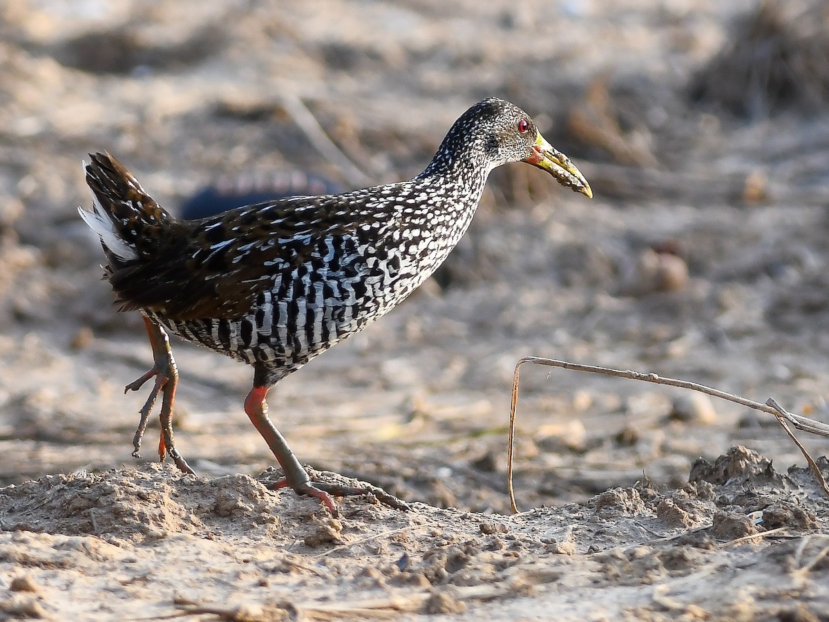 Spotted Rail - ML646448867