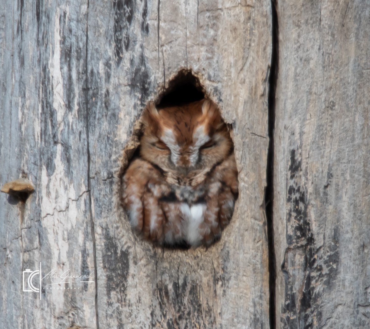 Eastern Screech-Owl - ML646448879