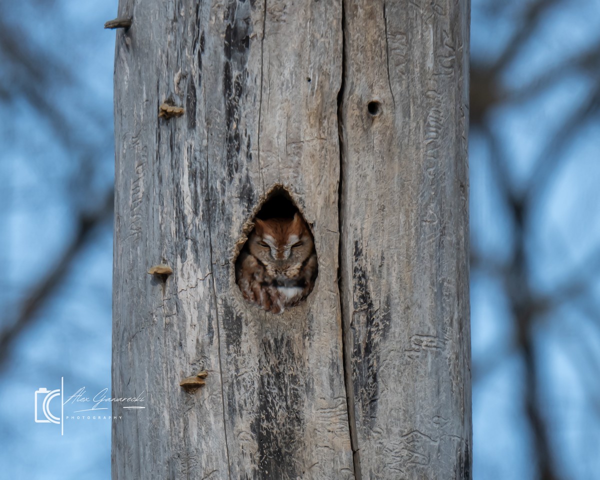 Eastern Screech-Owl - ML646448880