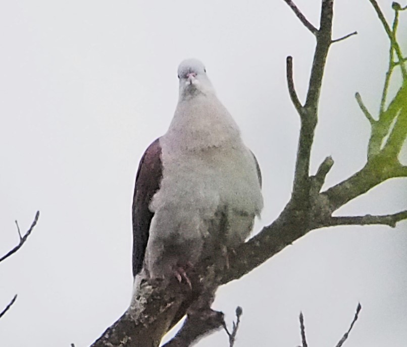 Mountain Imperial-Pigeon - ML646448883
