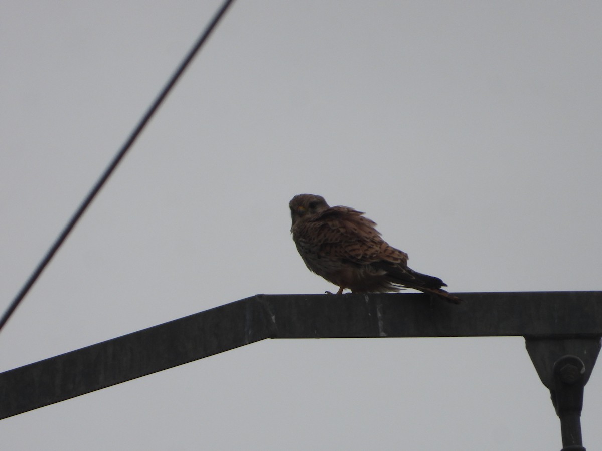 Belatz gorria - ML646448884