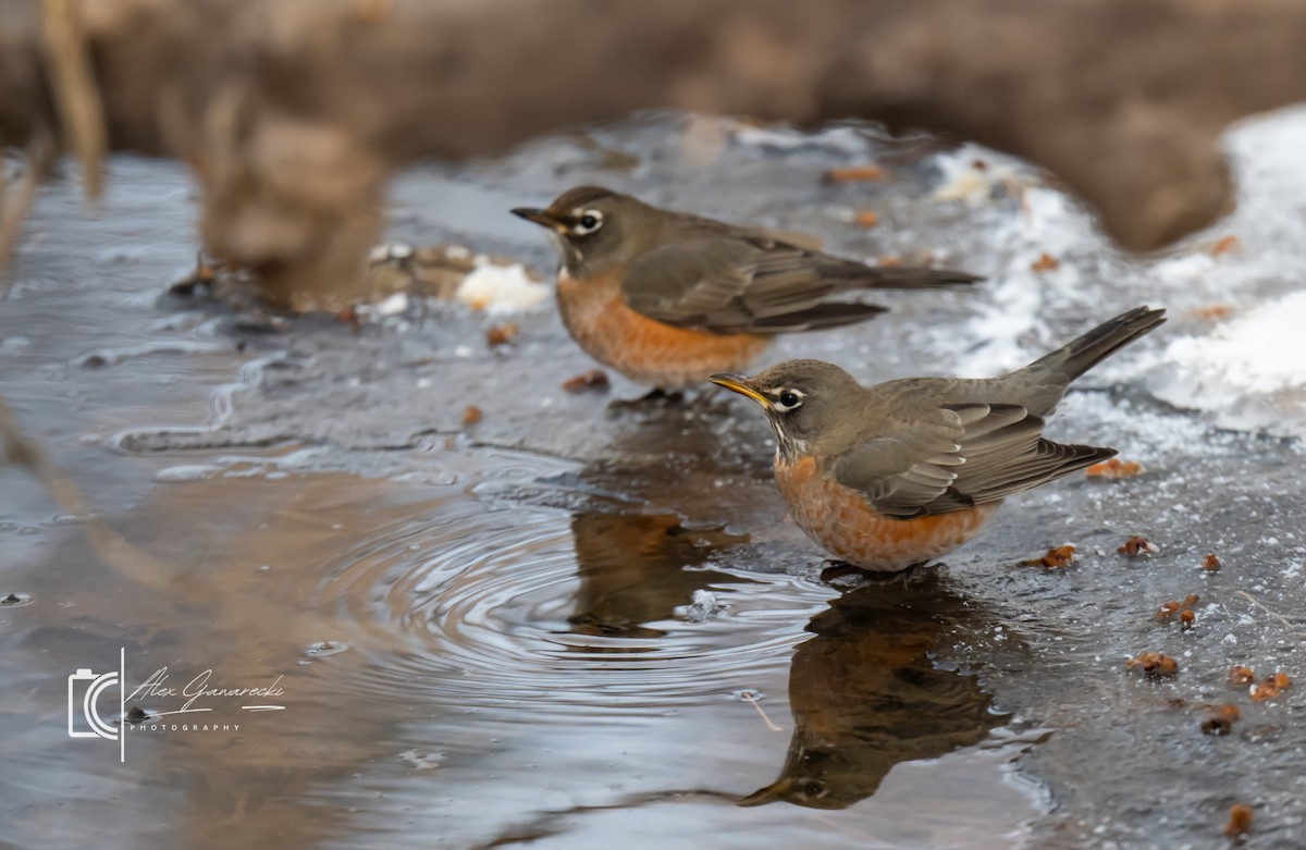 American Robin - ML646448886