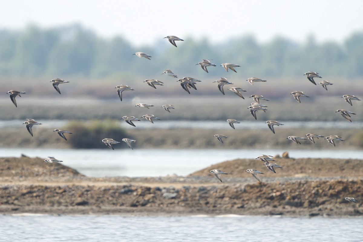 Txirritxo tibetarra - ML646448887