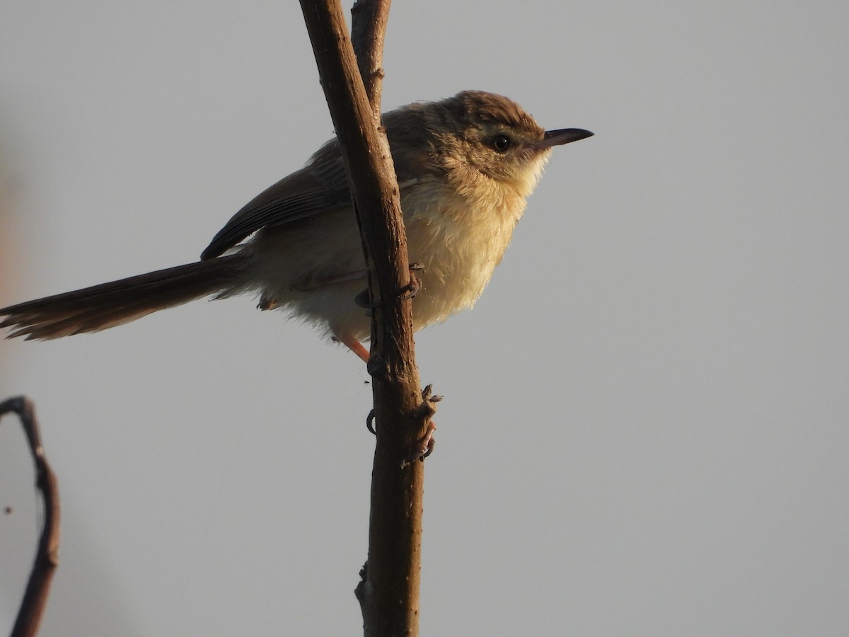 Plain Prinia - ML646448889