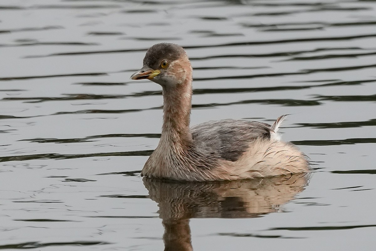 Txilinporta txikia - ML646448890