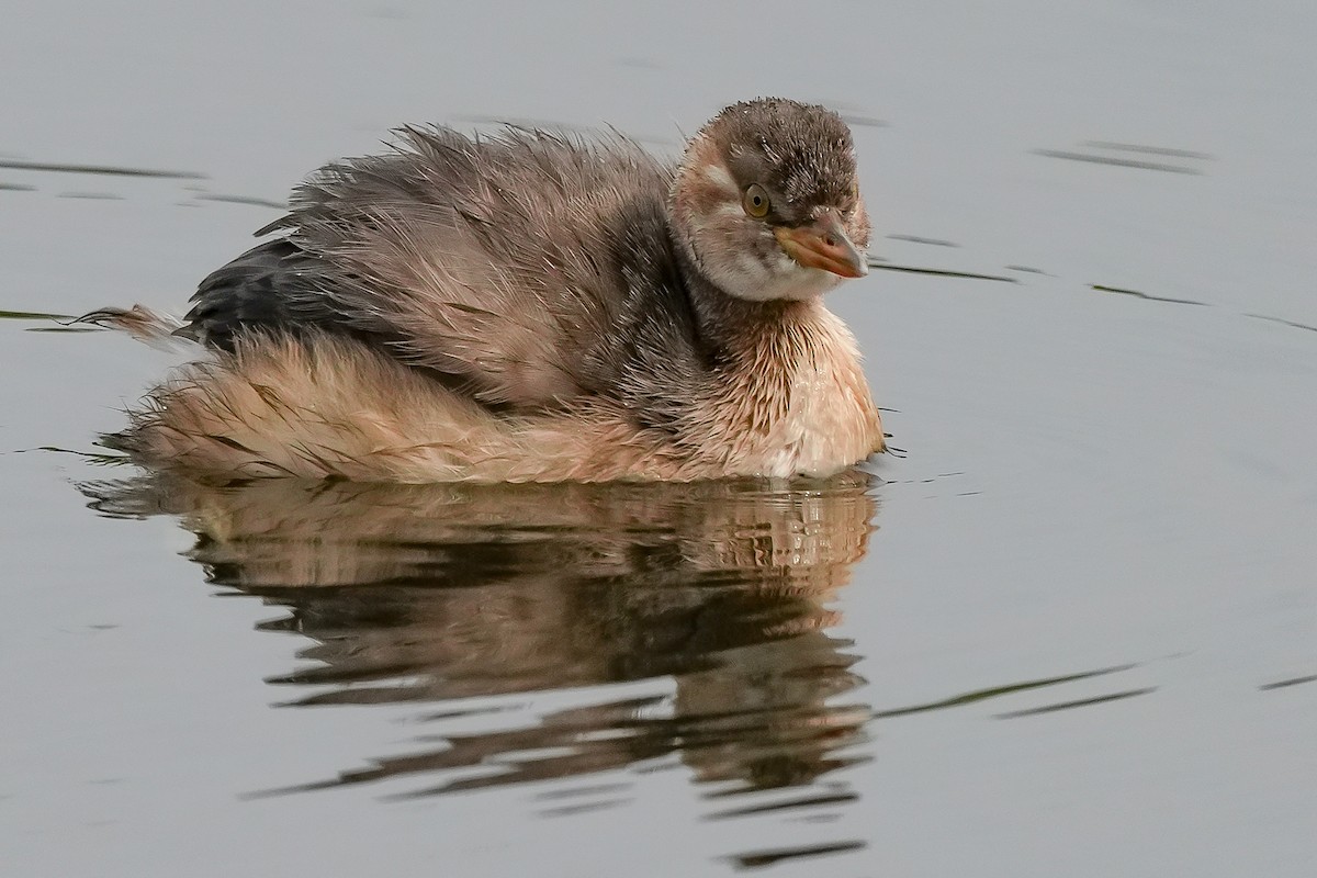 Txilinporta txikia - ML646448891