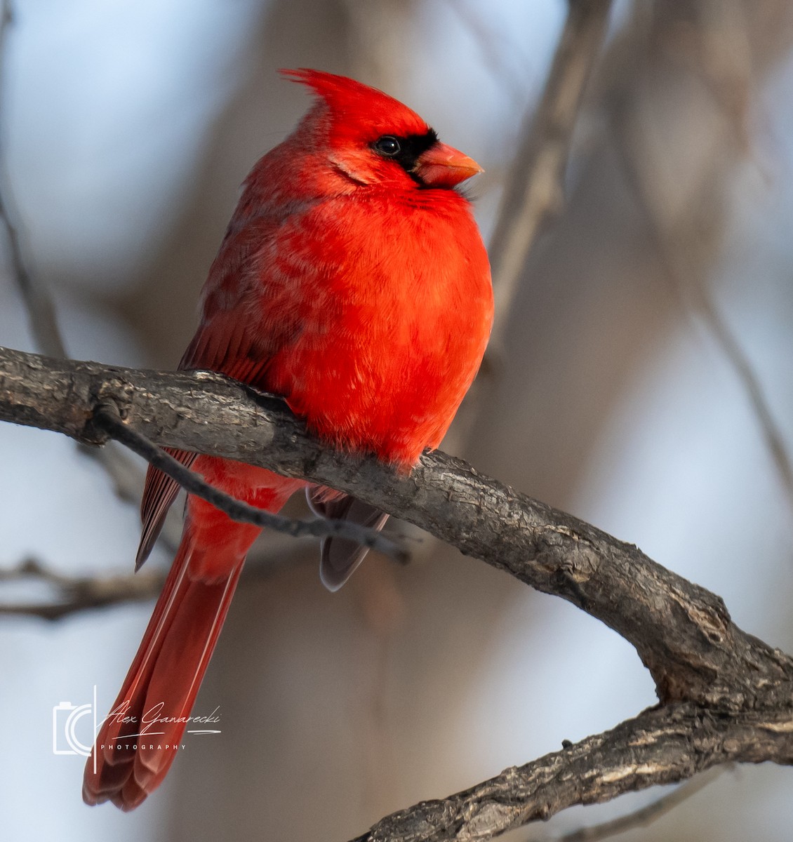 Kardinal arrunta - ML646448892