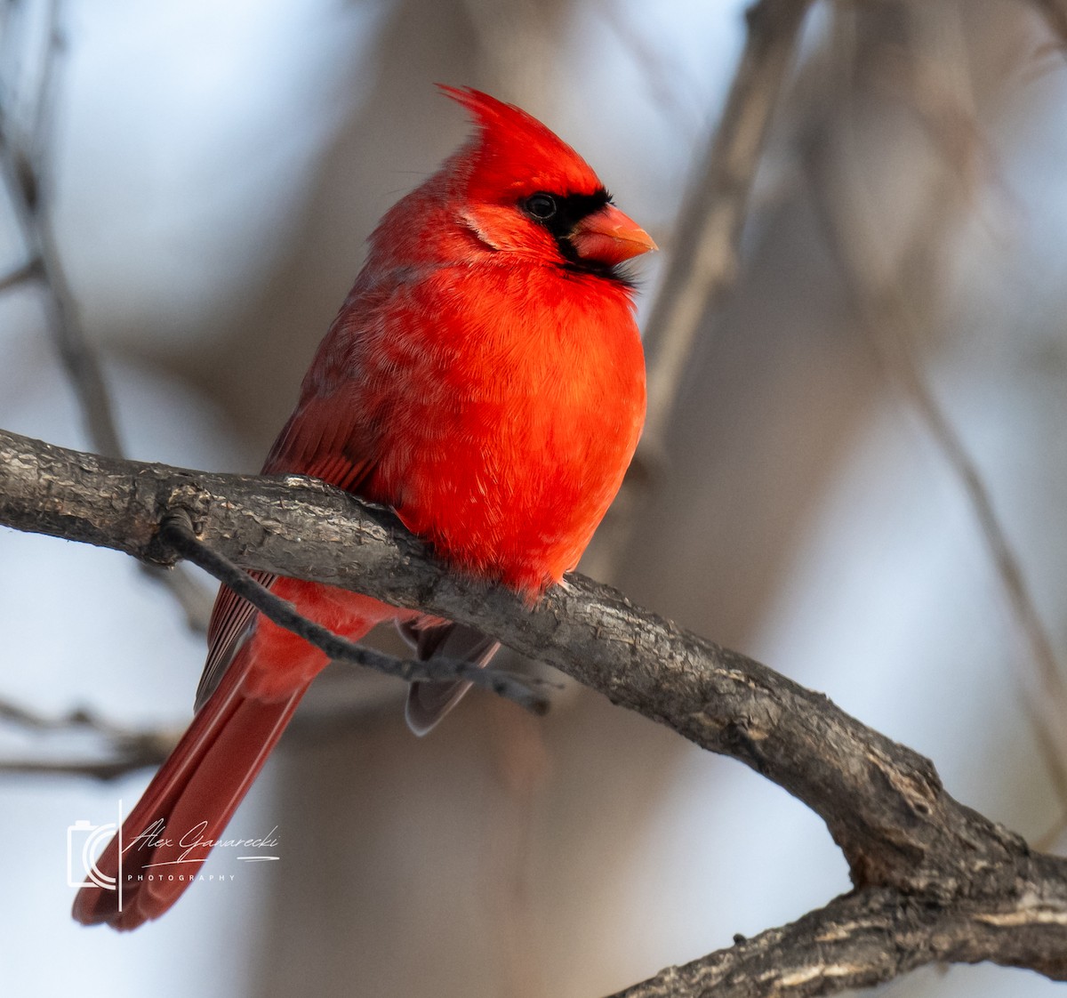 Kardinal arrunta - ML646448893